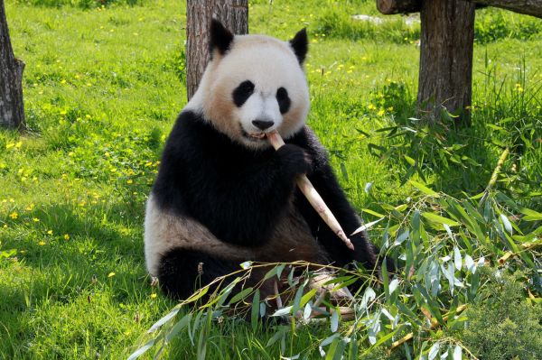 В света на пандите и технологиите: Китай ще наблюдава гигантските си панди със софтуер за лицево разпознаване